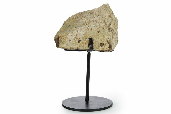 Fossil Triceratops Limb Section w/ Metal Stand - South Dakota #354297